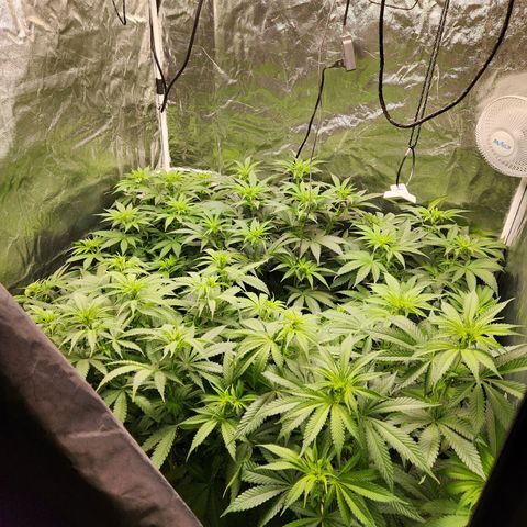 6 trees growlog timeline photo
