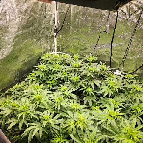 6 trees growlog timeline photo
