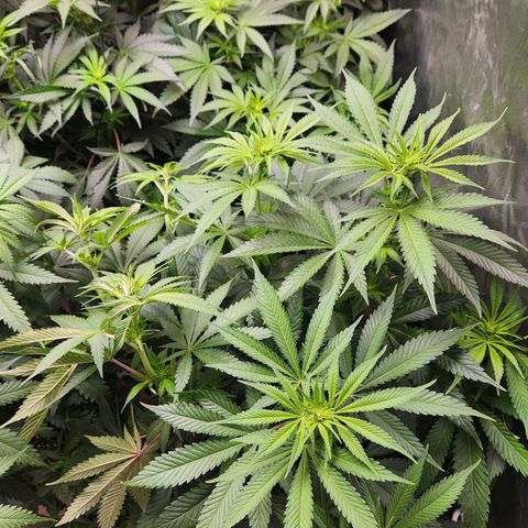 6 trees growlog timeline photo