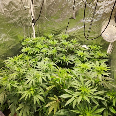 6 trees growlog timeline photo