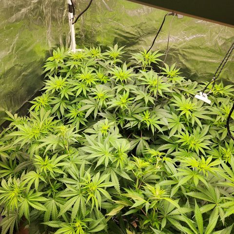 6 trees growlog timeline photo
