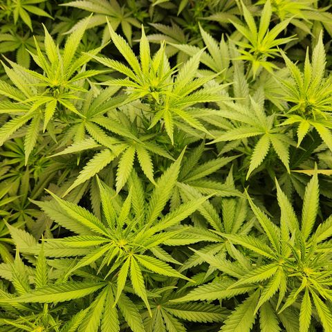 6 trees growlog timeline photo