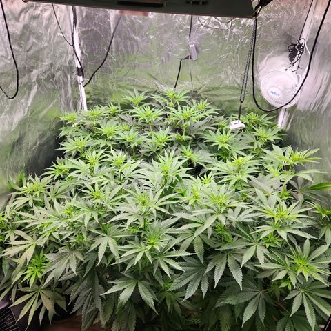 6 trees growlog timeline photo