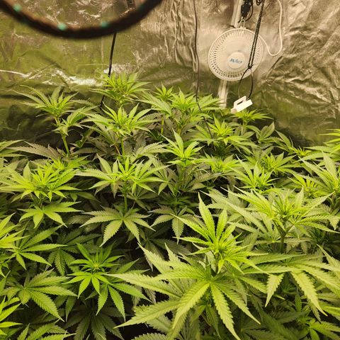 6 trees growlog timeline photo