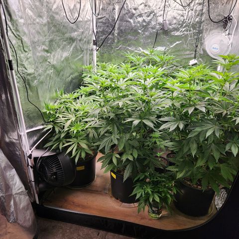 6 trees growlog timeline photo
