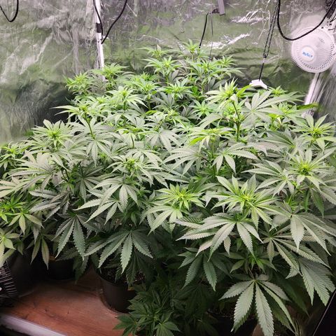 6 trees growlog timeline photo