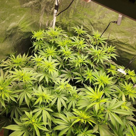 6 trees growlog timeline photo