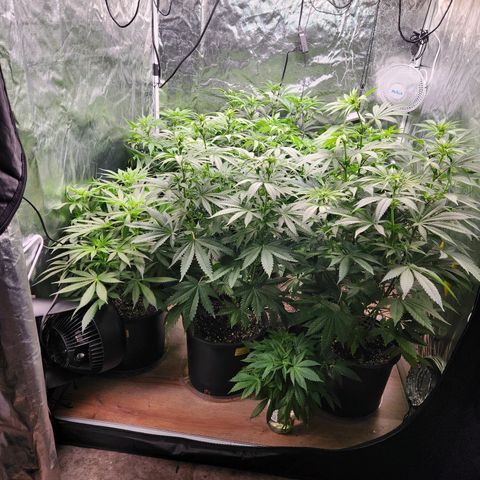 6 trees growlog timeline photo