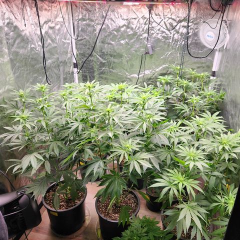 6 trees growlog timeline photo