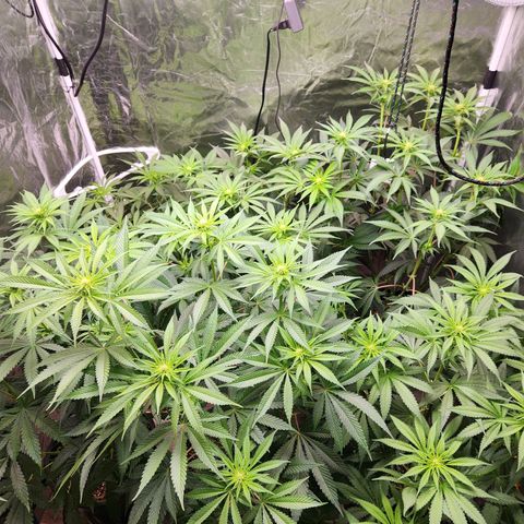 6 trees growlog timeline photo