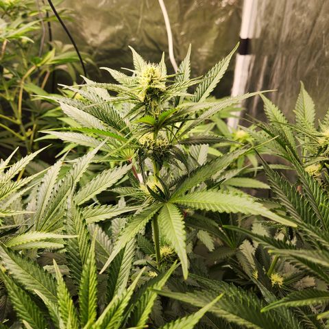 6 trees growlog timeline photo