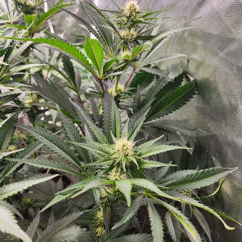 6 trees growlog timeline photo