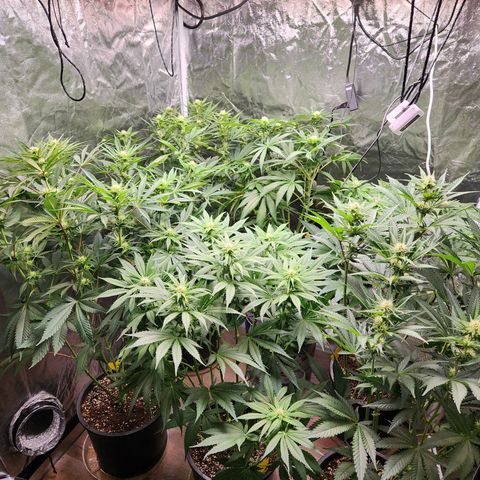 6 trees growlog timeline photo