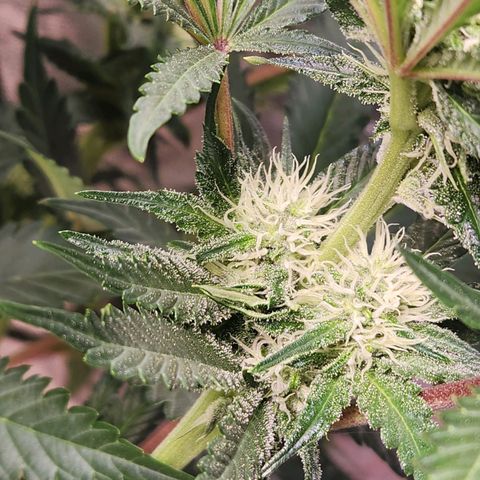 6 trees growlog timeline photo