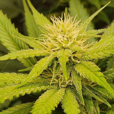 6 trees growlog timeline photo