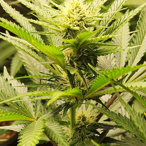 6 trees growlog timeline photo