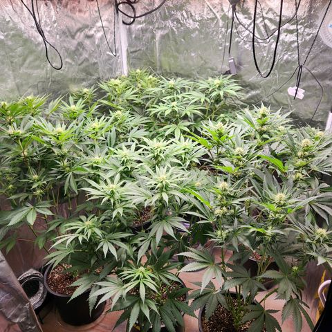 6 trees growlog timeline photo