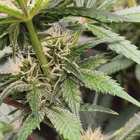 6 trees growlog timeline photo