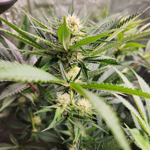 6 trees growlog timeline photo