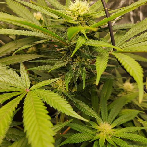 6 trees growlog timeline photo