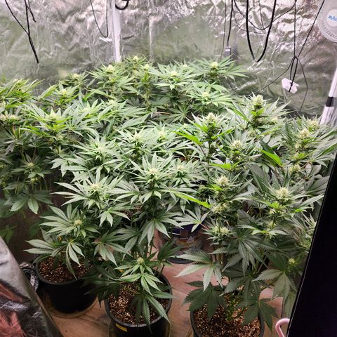 6 trees growlog timeline photo