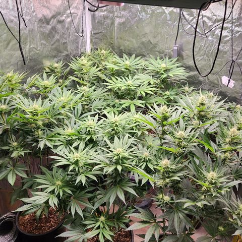 6 trees growlog timeline photo