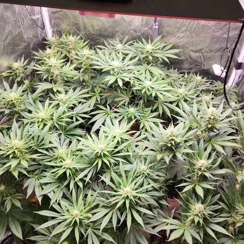 6 trees growlog timeline photo