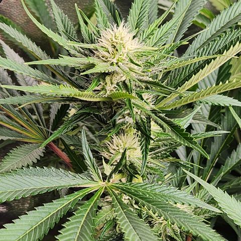 6 trees growlog timeline photo