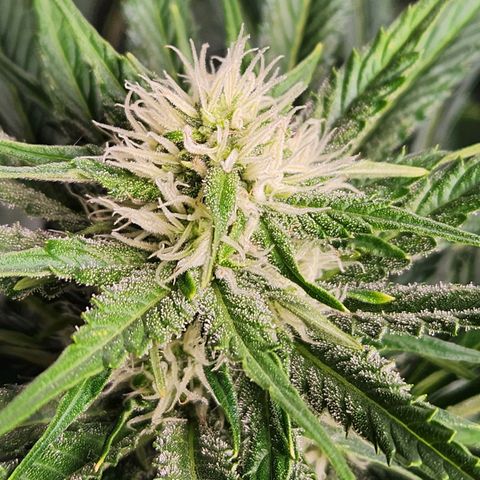 6 trees growlog timeline photo
