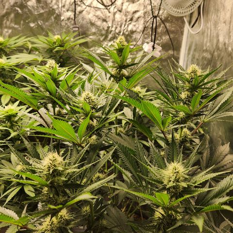 6 trees growlog timeline photo