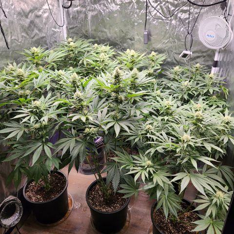 6 trees growlog timeline photo