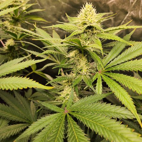 6 trees growlog timeline photo