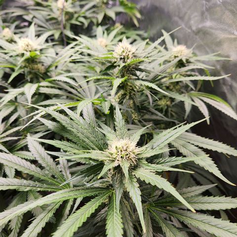 6 trees growlog timeline photo