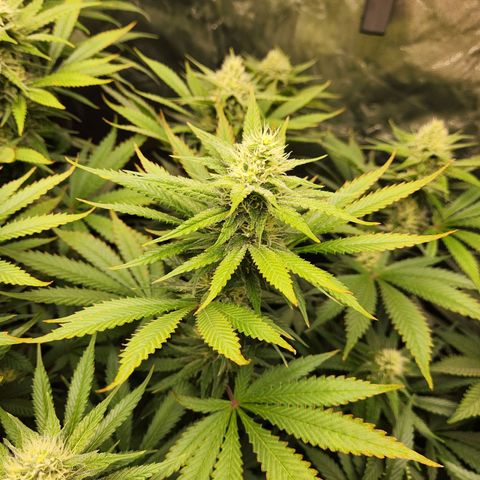 6 trees growlog timeline photo