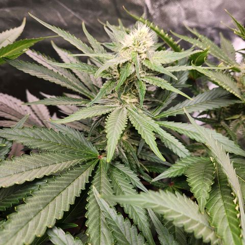 6 trees growlog timeline photo