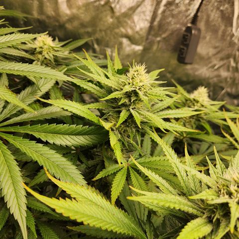 6 trees growlog timeline photo