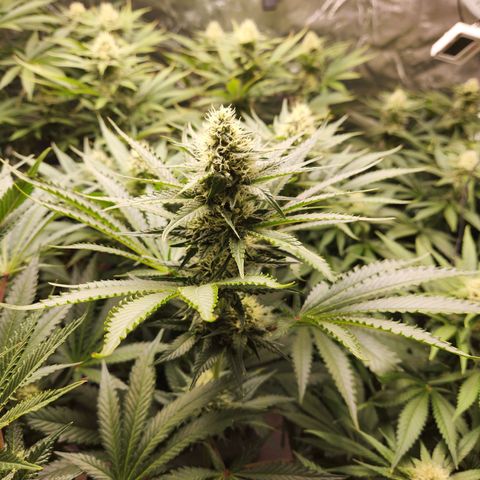 6 trees growlog timeline photo