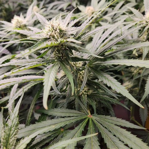 6 trees growlog timeline photo