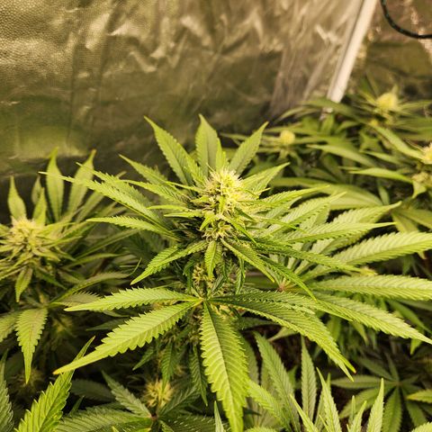 6 trees growlog timeline photo