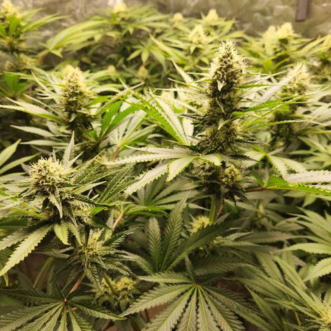 6 trees growlog timeline photo