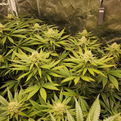 6 trees growlog timeline photo