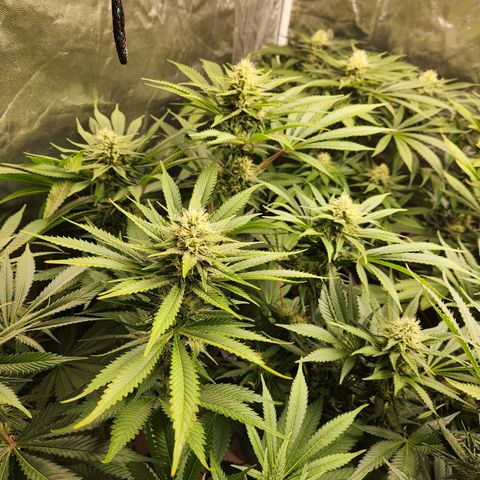 6 trees growlog timeline photo
