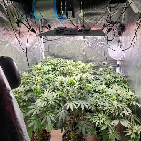 6 trees growlog timeline photo