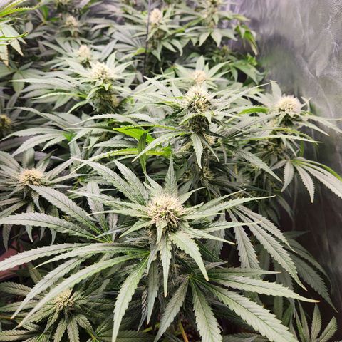 6 trees growlog timeline photo