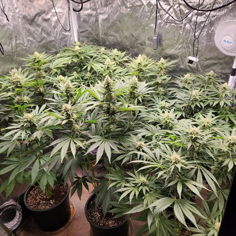 6 trees growlog timeline photo