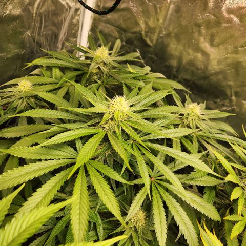 6 trees growlog timeline photo