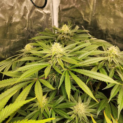 6 trees growlog timeline photo