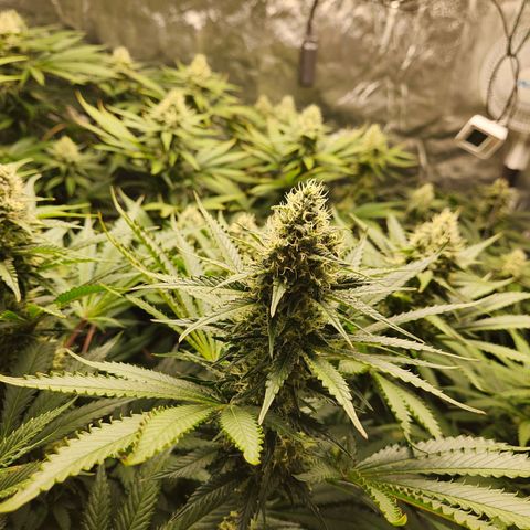 6 trees growlog timeline photo