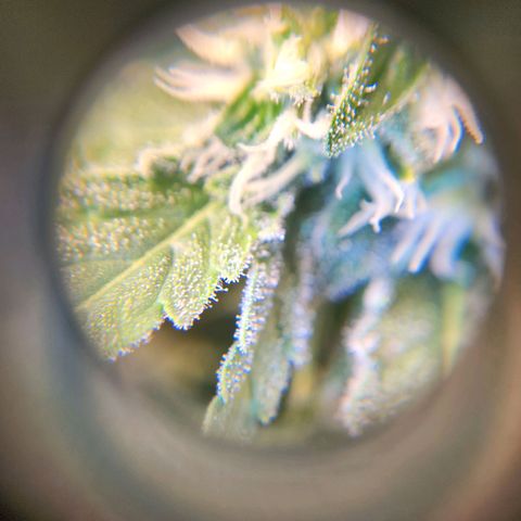 6 trees growlog timeline photo
