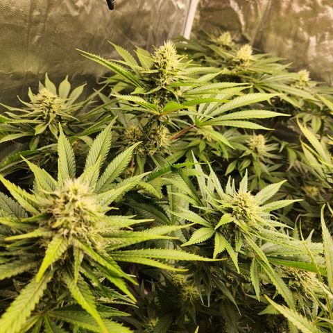 6 trees growlog timeline photo